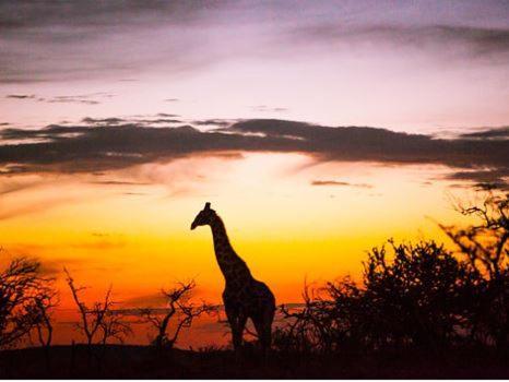 Metsi Lodge ヴェルハヴォンデン・ゲーム・リザーブ エクステリア 写真